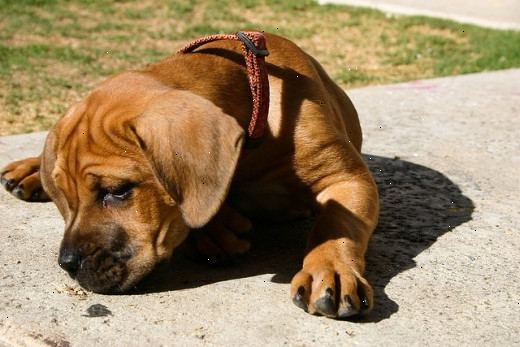 Hoe te overtuigen je ouders om u te laten een kleine hond te krijgen. Maak een doordachte, oprechte presentatie over waarom je een hond moet hebben.